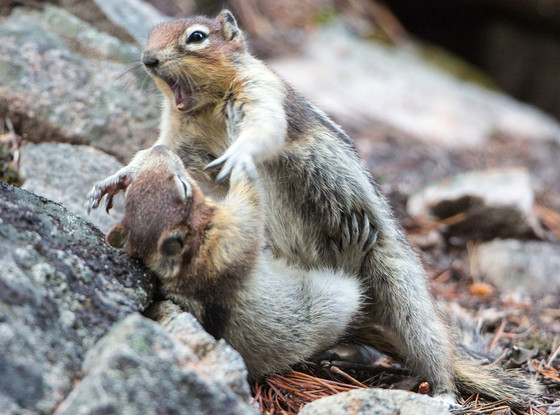 Squirrel Fight Squirrel Fight